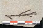 Foto (Detailansicht) von Plantae indet.  (NHMW-GEO-2024-0188-11443)